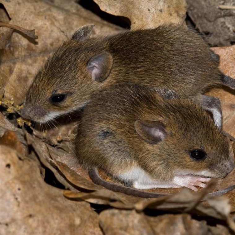 Уничтожения мышей в частном доме в Петрозаводске?