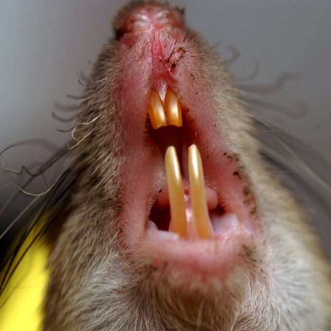 Дератизация крыс в Петрозаводске?